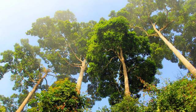 热带雨林 图片据西双版纳发布3.jpg