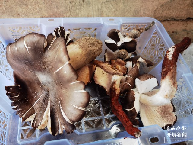 菌子之乡有“致富经”！野生山珍搭上加工“快车”香飘全国