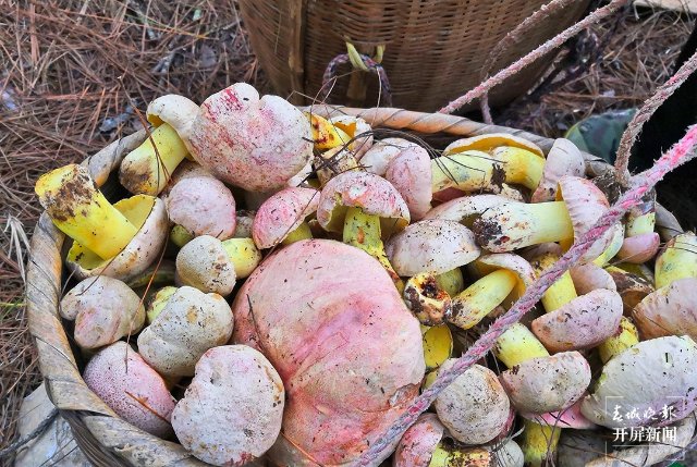 云吧 | 端午时节，来昌宁四角田品尝鲜味十足的野生菌宴（开屏新闻记者 崔敏 通讯员 兰萍 摄）