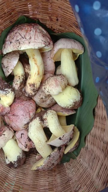 保山：骑上摩托去找菌，一找一箩筐配图 (10).jpg