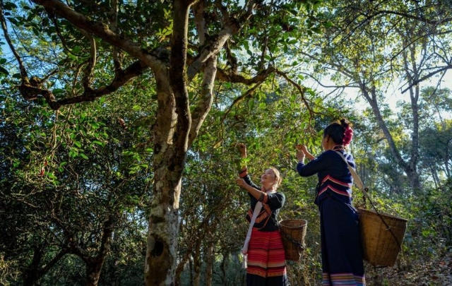 图集｜申遗中的云南景迈山，每张照片都是屏保！（供图）