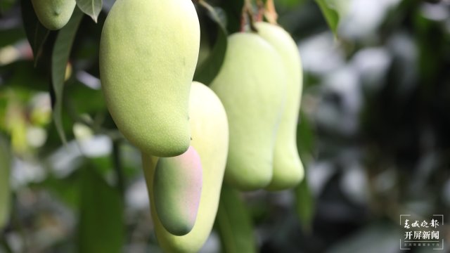 保山施甸:仲夏旧城芒果香 枝头“贵妃”赛“金煌” (7).JPG