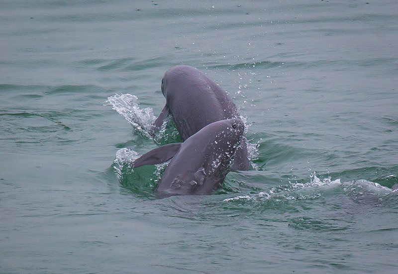 2021年5月10日，在湖北省宜昌市江邊，長(zhǎng)江江豚在水中嬉戲。
