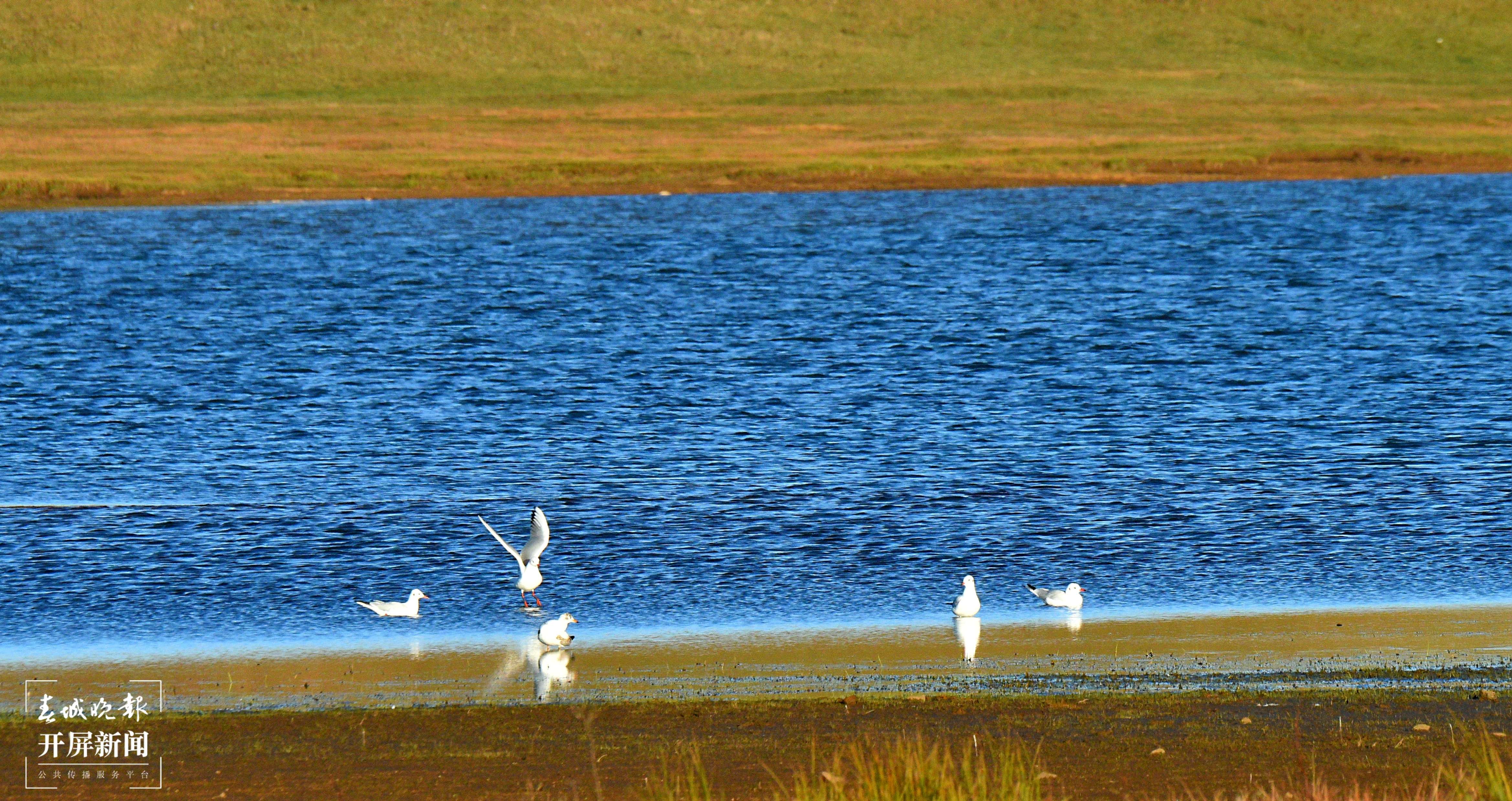 红嘴鸥（吴太平 摄）.jpg