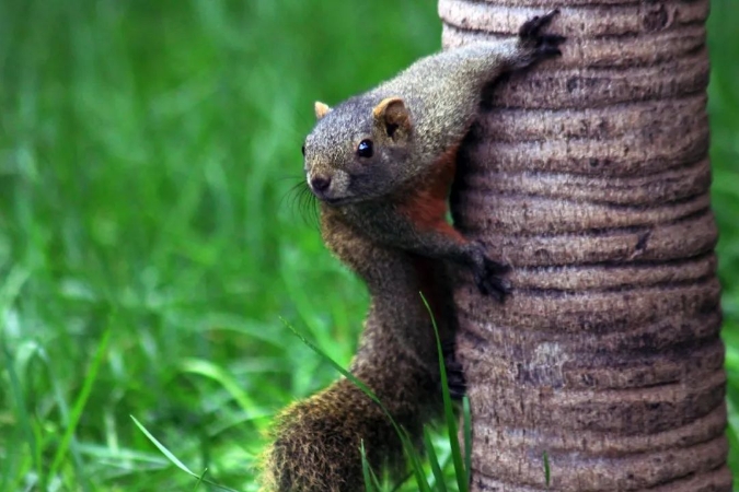 云南昆明翠湖公园的野生松鼠。500px 王定浩 摄.png