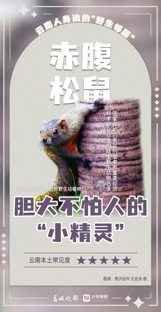 身边的野生邻居