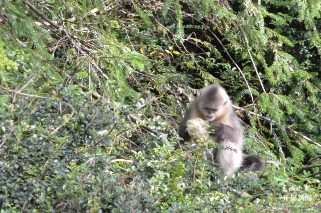 云南白马雪山滇金丝猴（春城晚报-开屏新闻记者 孙琴霞 摄）