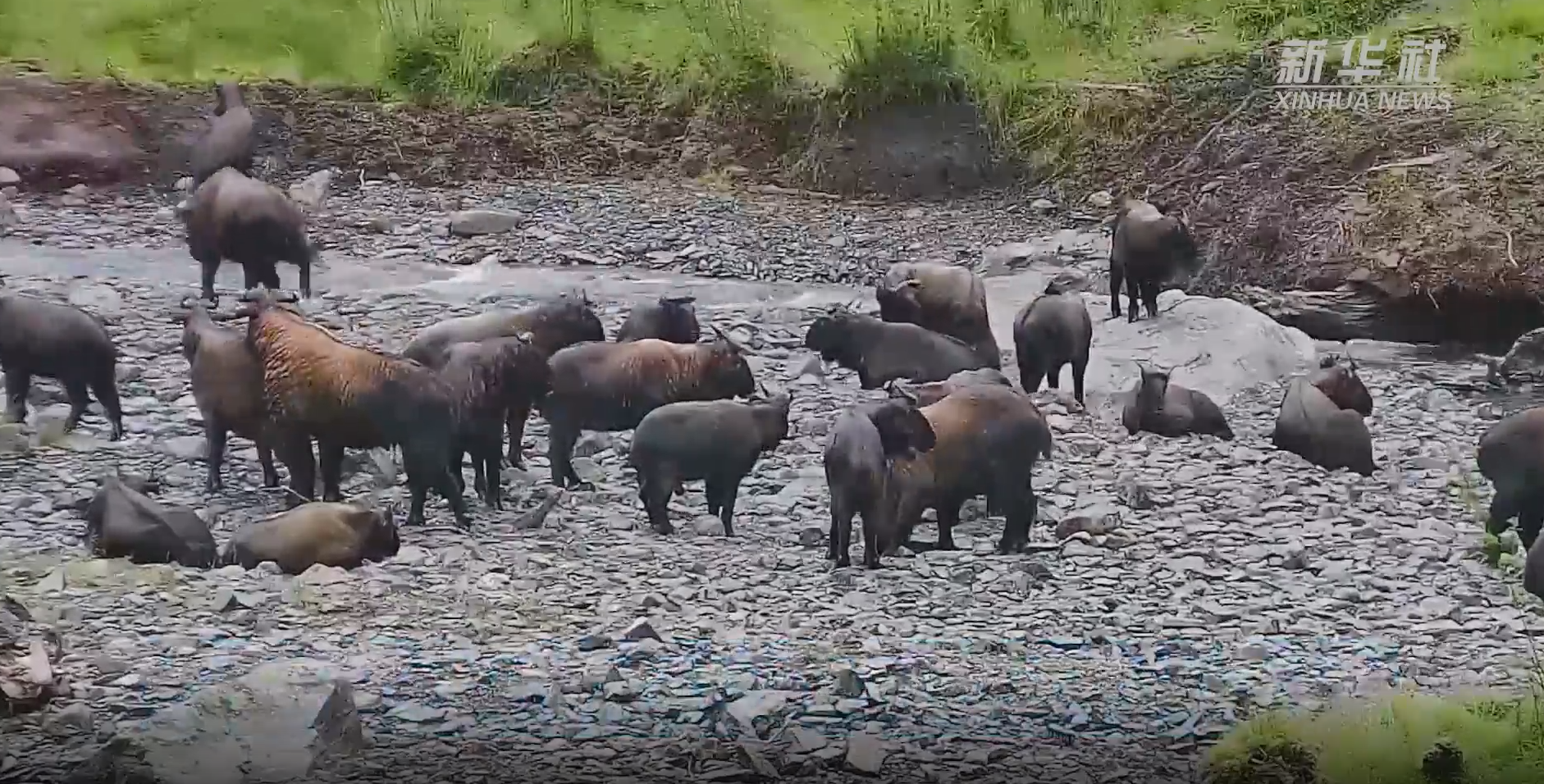 罕见！50余只高黎贡羚牛现身独龙江峡谷