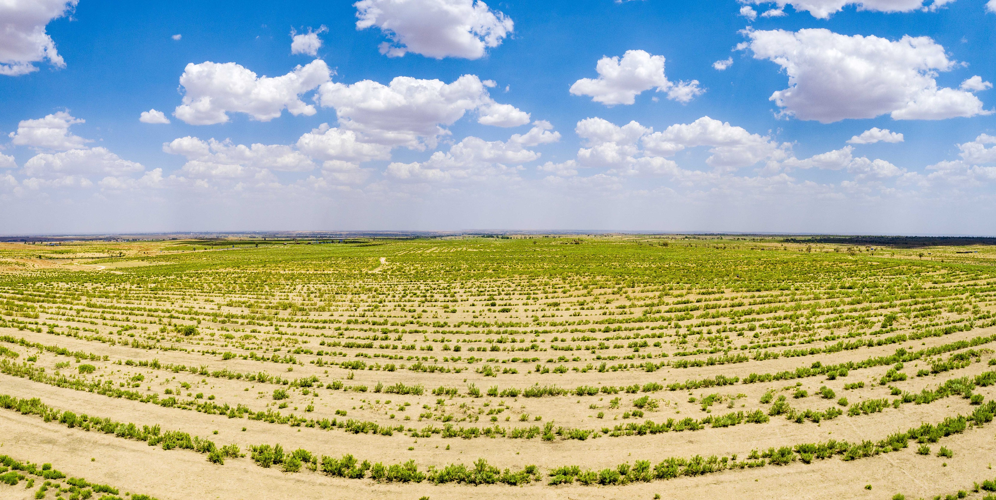 2023年6月7日，內(nèi)蒙古鄂爾多斯，毛烏素沙漠。