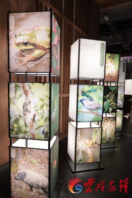 景邁山的生物多樣性在“申遺四中心”得到了很好呈現(xiàn)