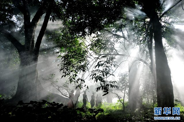 人茶和諧共生的景邁山（資料圖）。瀾滄縣融媒體中心 供圖