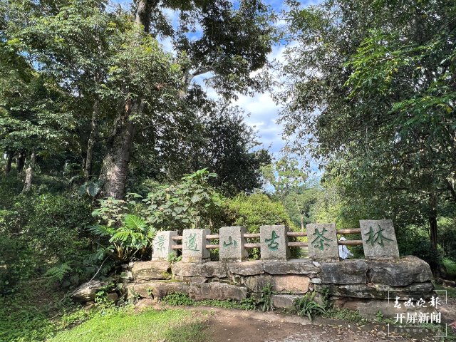 景邁山千年萬畝古茶林：茶在森林中、村在茶林中（林舒佳 攝）