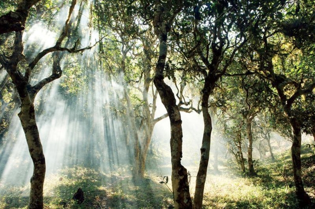 圖集｜申遺中的云南景邁山，每張照片都是屏保?。ü﹫D）