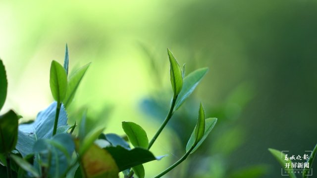 老安寨茶葉 2018年攝.jpg