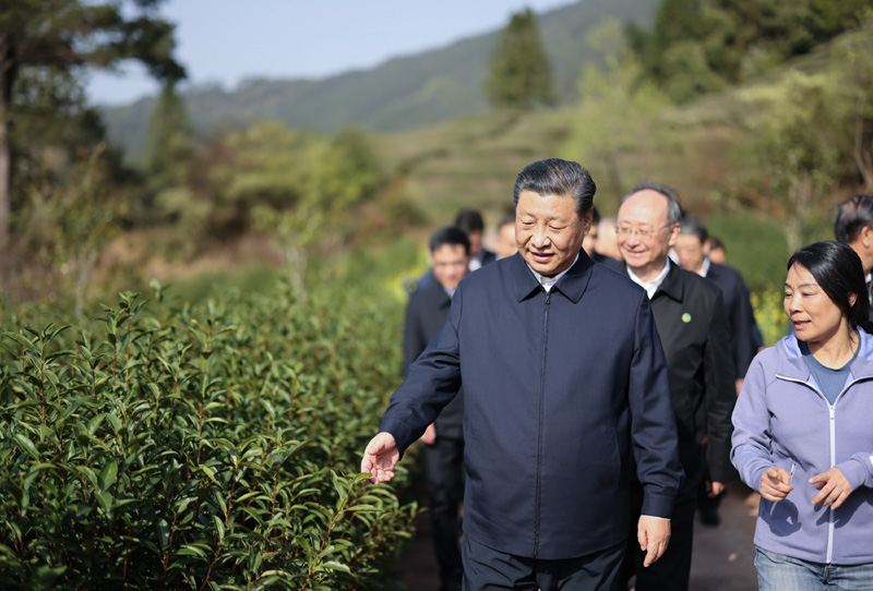 2021年3月22日下午，習(xí)近平在福建省南平市武夷山市星村鎮(zhèn)燕子窠生態(tài)茶園，察看春茶長(zhǎng)勢(shì)，了解當(dāng)?shù)夭璁a(chǎn)業(yè)發(fā)展情況。