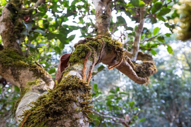 圖集｜申遺中的云南景邁山，每張照片都是屏保?。ü﹫D）