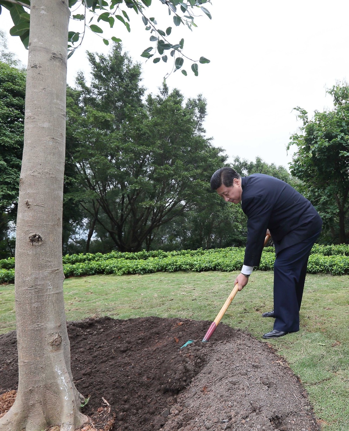 2012年12月8日，習(xí)近平在深圳蓮花山公園種下一棵高山榕樹(shù)。