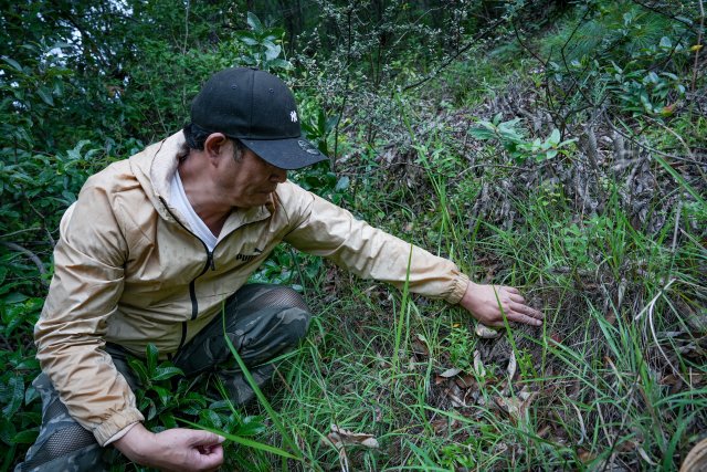 村民余先生在草叢中發(fā)現(xiàn)了一窩菌.jpg