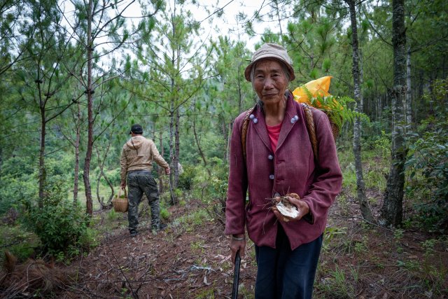 化龍村村民上山隨手都能撿到一把菌子.jpg