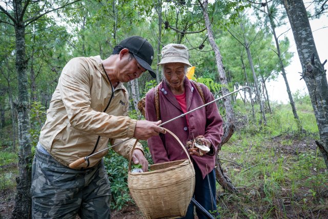 村民余先生采菌時遇到同村人，聊聊都撿到了什么菌.jpg