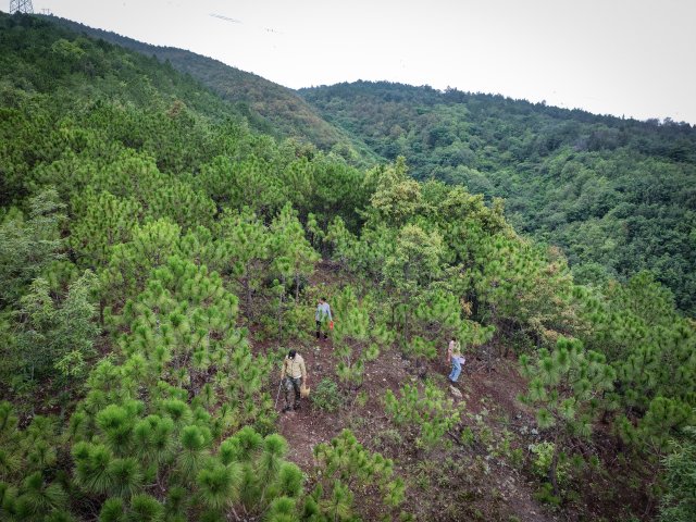 昆明市盤龍區(qū)化龍村沙坡山，7月以來。余先生一家每天早上都來山上撿菌子。.jpg