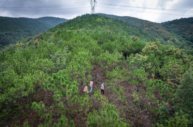 昆明市盤龍區(qū)化龍村沙坡山，7月以來。余先生一家每天早上都來山上撿菌子。1.jpg