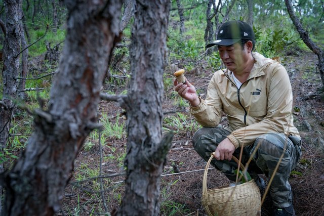 村民余先生在草叢中撿到了一窩菌（美味牛肝菌）.jpg