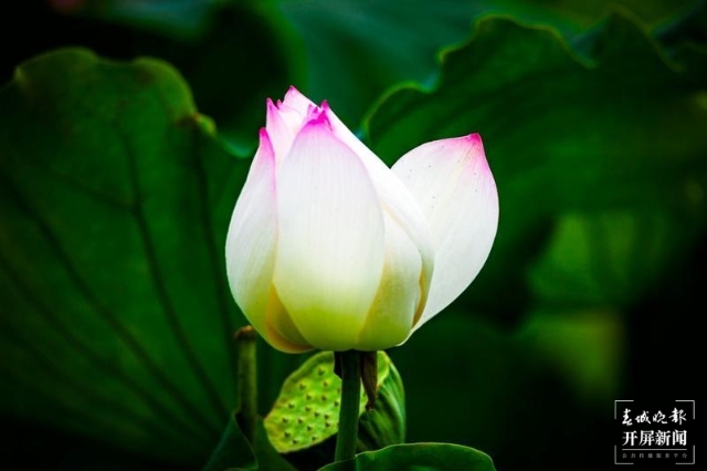 荷花，麗江市永勝縣的三川壩（春城晚報(bào)-開(kāi)屏新聞?dòng)浾?木曉雯 攝）