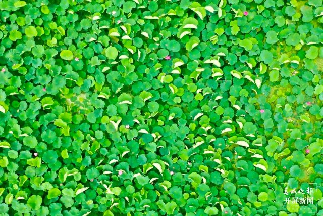 “荷”你有約！麒麟水鄉(xiāng)千畝荷花開(kāi)了，打卡正當(dāng)時(shí)~