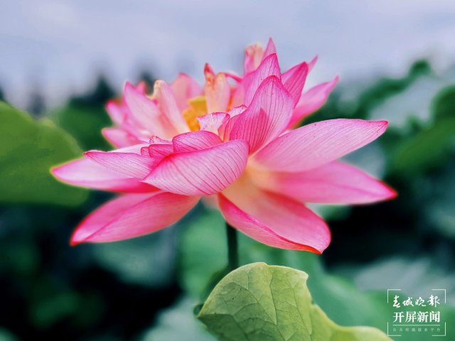 有一種叫云南的生活 荷花盛放點(diǎn)綴鄉(xiāng)村夏日之美 (9).jpg