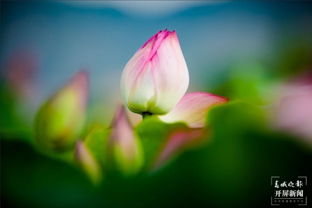 荷花，麗江市永勝縣的三川壩（春城晚報(bào)-開(kāi)屏新聞?dòng)浾?木曉雯 攝）