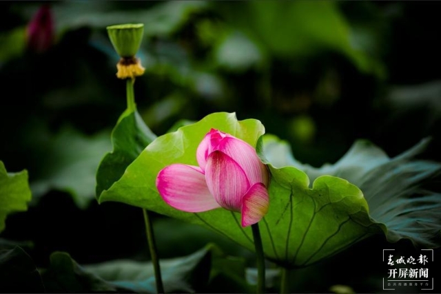 荷花，麗江市永勝縣的三川壩（春城晚報(bào)-開(kāi)屏新聞?dòng)浾?木曉雯 攝）