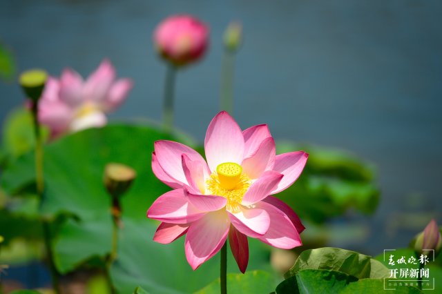 昆明翠湖公園荷花節(jié)（春城晚報(bào)-開(kāi)屏新聞?dòng)浾?左學(xué)佳 龍宇丹 周柯妤 王宇衡 攝）