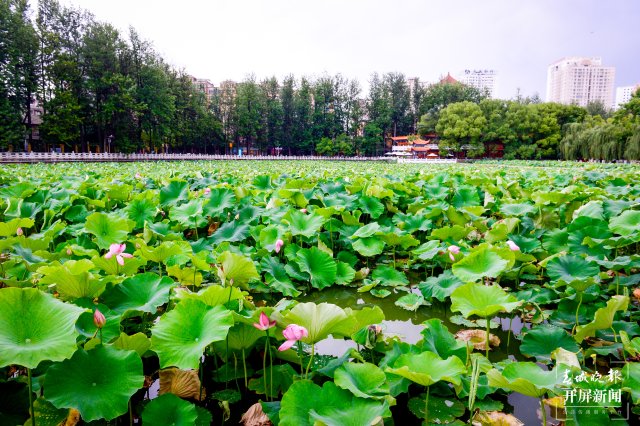 昆明翠湖公園荷花節(jié)（春城晚報(bào)-開(kāi)屏新聞?dòng)浾?左學(xué)佳 龍宇丹 周柯妤 王宇衡 攝）