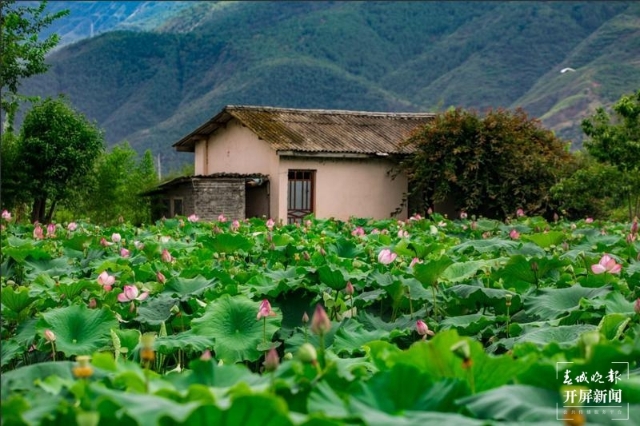 荷花，麗江市永勝縣的三川壩（春城晚報(bào)-開(kāi)屏新聞?dòng)浾?木曉雯 攝）