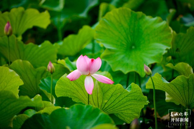 昆明翠湖公園荷花節(jié)（春城晚報(bào)-開(kāi)屏新聞?dòng)浾?左學(xué)佳 龍宇丹 周柯妤 王宇衡 攝）