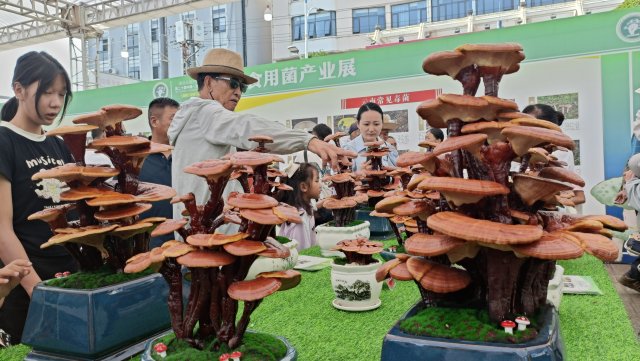 食用菌栽培技術(shù)展 (3).jpg