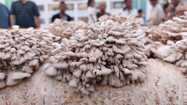 食用菌栽培技術(shù)展 (4).jpg