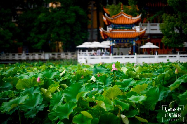 昆明翠湖公園荷花節(jié)（春城晚報-開屏新聞記者 左學(xué)佳 龍宇丹 周柯妤 王宇衡 攝）
