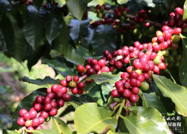 咖啡树上硕果累累(徐静拍摄).jpg