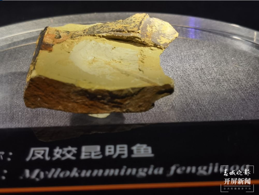 從昆明魚(yú)化石看古生物的多樣性 記者劉文波攝影報(bào)道