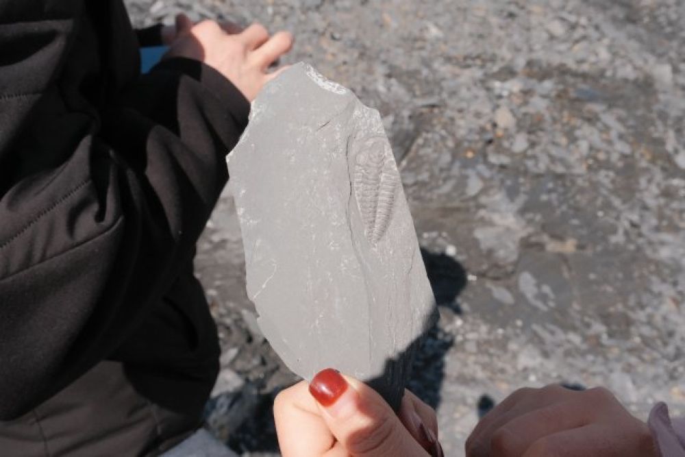 （采訪傳編輯）陸尋高速施工現(xiàn)場(chǎng)發(fā)現(xiàn)20余種古生物化石 記者現(xiàn)場(chǎng)發(fā)現(xiàn).JPG