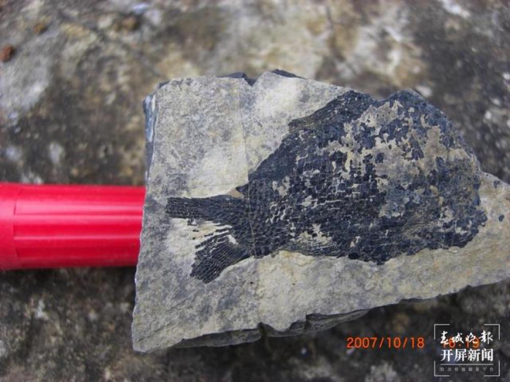 張啟躍 羅平生物群（春城晚報(bào)-開(kāi)屏新聞?dòng)浾?劉文波 攝）