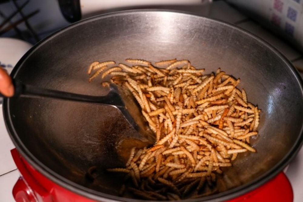 2023年11月3日—正在煎炸的竹蟲—段宗智 方雯青攝.JPG