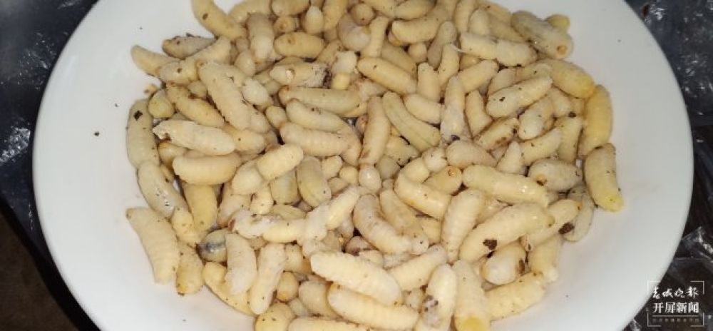 八月，蜂蛹之宴 (3).jpg