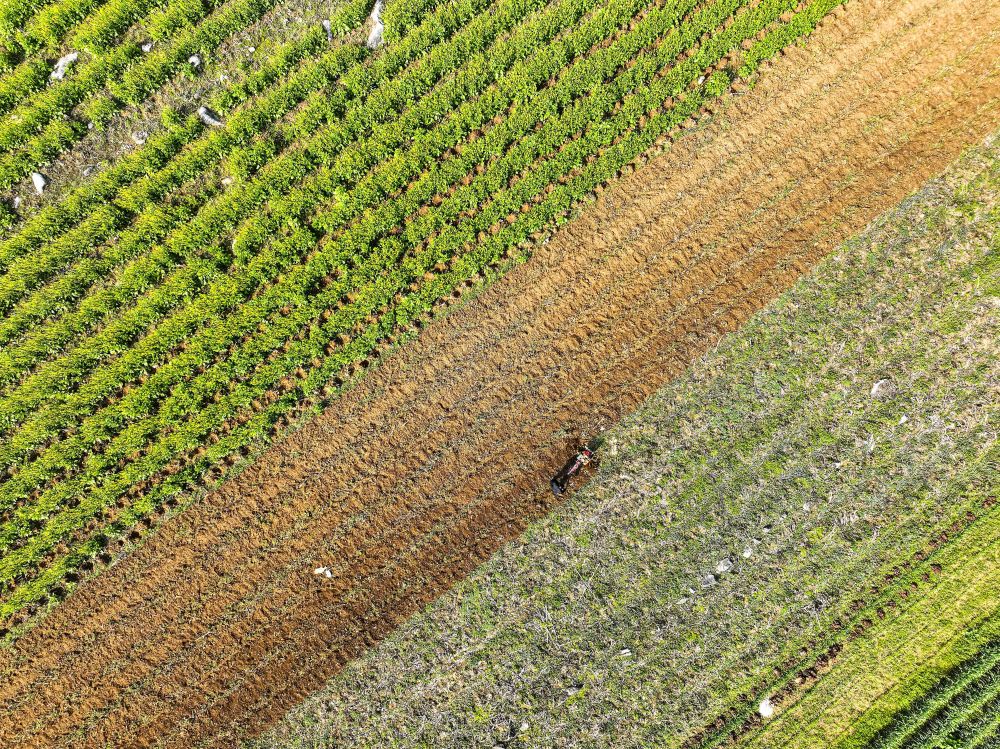 2025年3月2日，貴州省畢節(jié)市，黔西市錦星鎮(zhèn)紅旗村，村民在利用小型農(nóng)機(jī)翻耕土地種植玉米。
