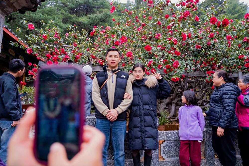 市民在三多节期间观赏玉峰寺的山茶花（供图）.jpg