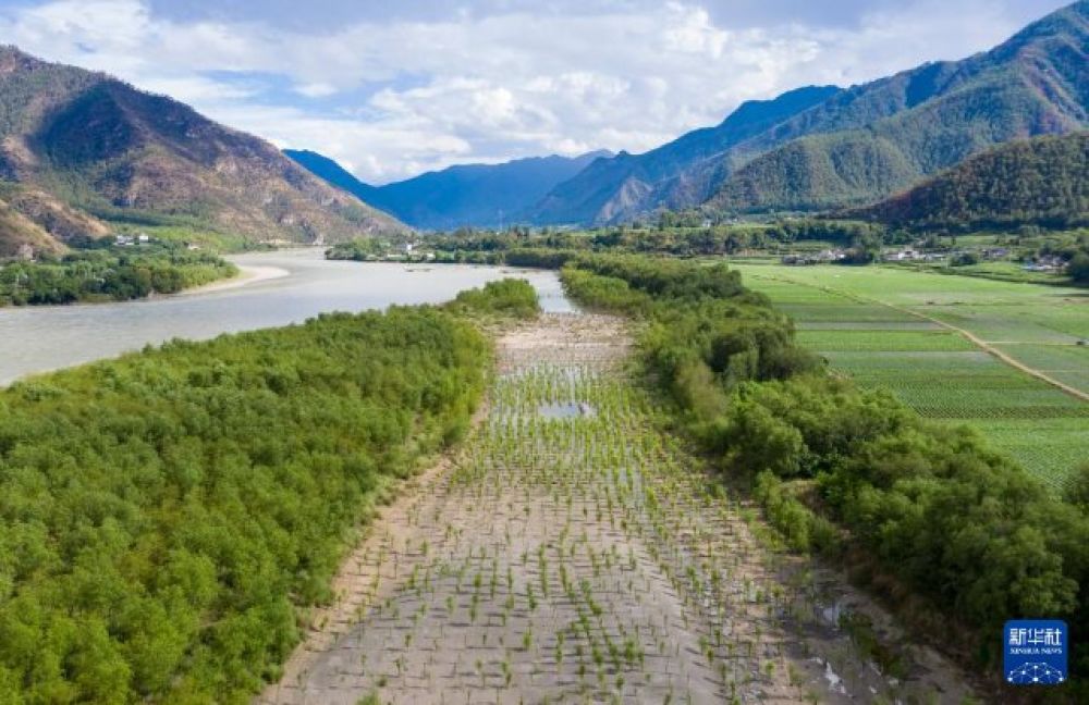 这是2023年6月20日在云南丽江市石鼓镇拍摄的金沙江边的柳林,中间部分为新栽种的柳树(无人机照片)。新华社记者 陈欣波 摄.jpg