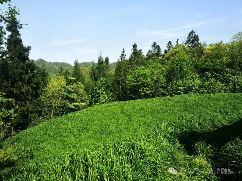 2025年5月6日拍摄于云南盐津县牛寨乡牛寨村 (1).jpg