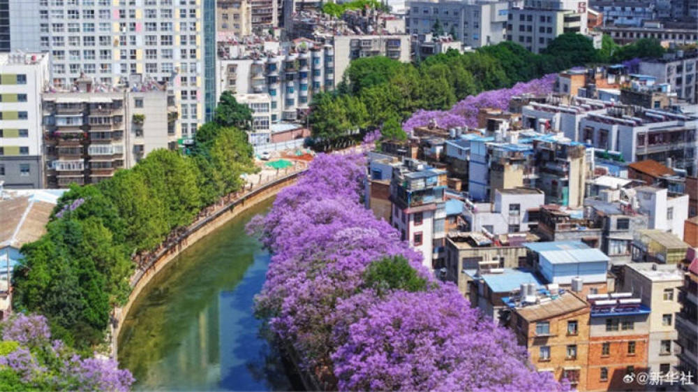 蓝花楹的观赏价值是多少